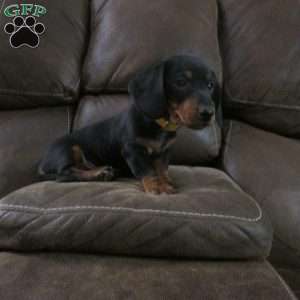 Digger, Dachshund Puppy